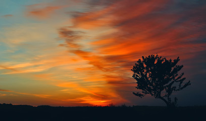 Fototapeta na wymiar tree on a background of saturated sky at sunrise