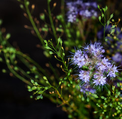 Purple Wildflowers on Dark Background