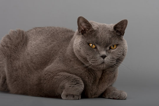BKH Kater