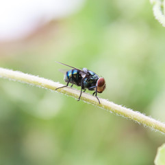 Fly