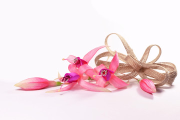 Fototapeta na wymiar Fuchsia flowers with a bow