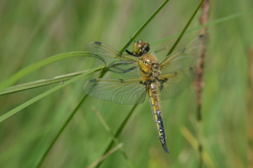 Libellule à quatre taches (Libellula quadrimaculata)