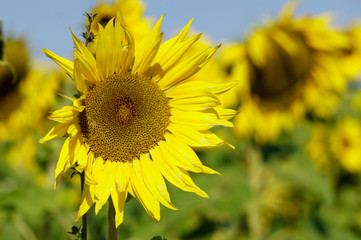 Large sunflower 
