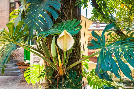 Monstera deliciosa plant.