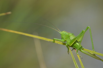 Leptophye ponctuée (Leptophyes punctatissima)