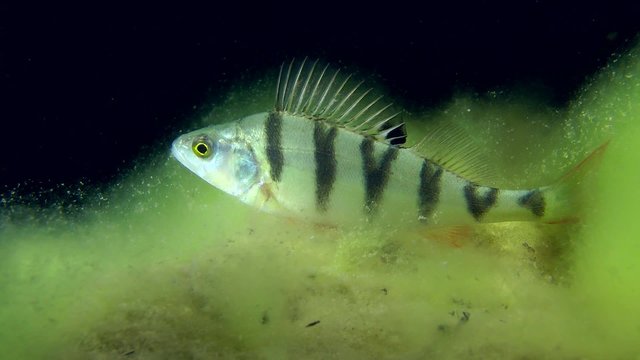 European perch (Perca fluviatilis) standing among the algae, medium shot.
