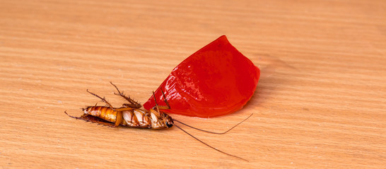 Cockroach