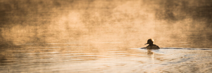 Lone duck paddles in sunlit glowing mist.  Warm water mixing with chilled November morning air. - 97509113