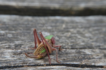 Dectique verrucivore (Decticus verrucivorus)