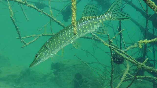 Northern pike (Esox lucius) obliquely hangs among the branches of the flooded tree, medium shot.
