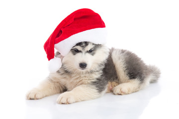 Fototapeta na wymiar Siberian husky puppy in Santa Claus xmas red hat on white backgr