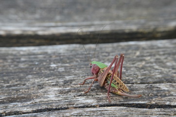 Fototapeta premium Dectique verrucivore (Decticus verrucivorus)