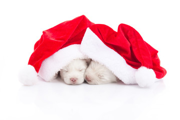 Obraz na płótnie Canvas Siberian husky puppy in Santa Claus xmas red hat on white backgr