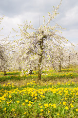 bl&uuml;hende Kirschplantage