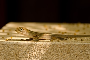 Oriental garden lizard
