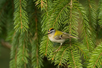 Sommergoldhähnchen