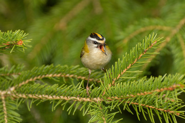 Sommergoldhähnchen