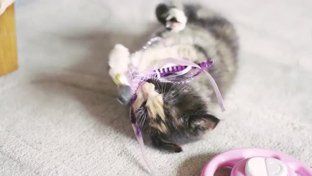 A kitten playing with a toy being dangled from behind the camera