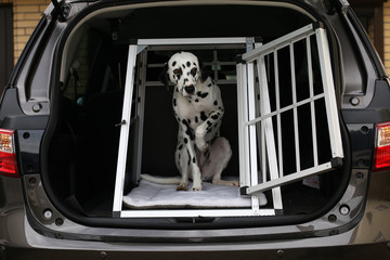 Dalmatiner Hund hebt in Hundebox Pfote