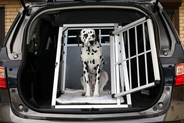 Dalmatiner in Hundebox im Kofferraum