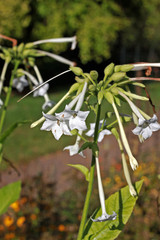 Fototapeta premium Woodland tobacco (Nicotiana sylvestris)