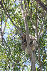 Koala (Phascolarctos cinereus)