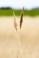 Fototapeta premium Dünenlandschaft auf Langeoog
