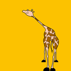 Жираф смотрящий в даль 