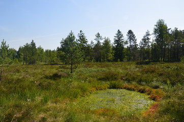Tourbière et gouille