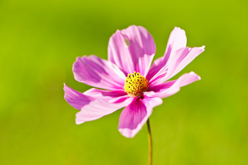 Obraz premium Cosmea - einzelnes Blümchen - einzelne Blüte - in rosa - pink