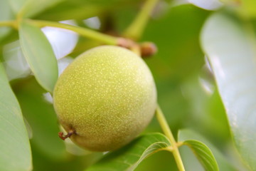 green walnut on tree