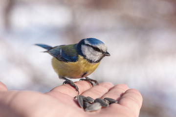 bluetit on a hand