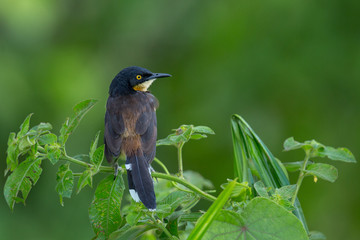 Bird/bird