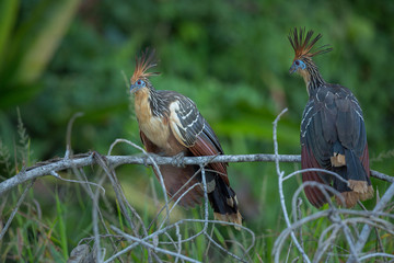Bird/bird
