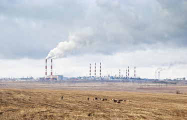 Herd of cows grazing in the background smoking chimneys of industrial enterprises