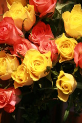 Rosen Feuer und Flamme