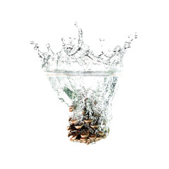 Pine cone splash on water, isolated on white background