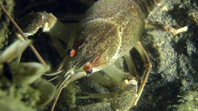 European crayfish sits on the bottom, close-up, top view.
