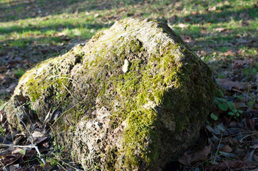 Large stone mossy boulder at  forest lawn