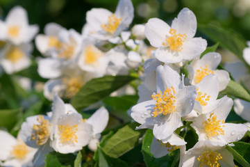 Fototapeta na wymiar Many wild apple white flowers. Spring background.