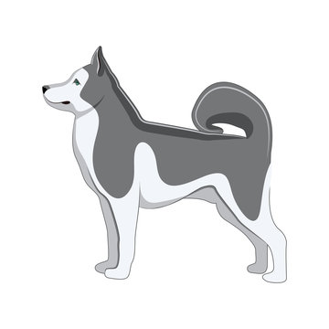 Dog Husky. 
Vector Illustration