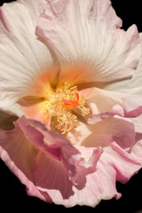 Fototapeta na wymiar Confederate Rose Flower