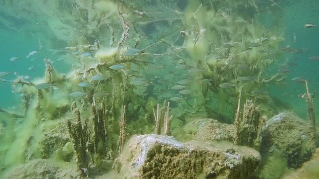 Common roach (Rutilus rutilus): school of fish on a background of underwater thickets.
