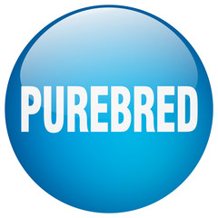 purebred blue round gel isolated push button
