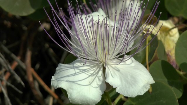 A flower of caper, Therasia, Greece.
