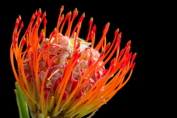 Pincushion protea (Leucospermum) flower on a black background