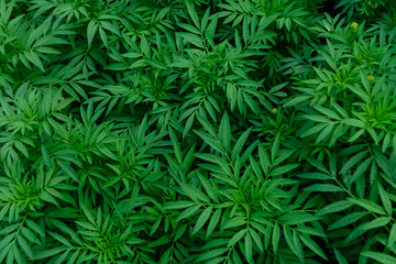 Marigolds are growing