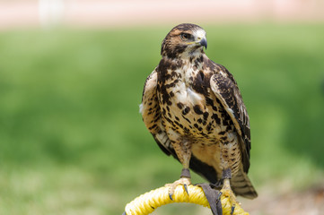 Cooper's Hawk  perched