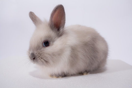 dwarf rabbit