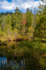 Obraz premium Dead lake in the forest (Crane lake), сarpathian mountains, Skole, Uktaine